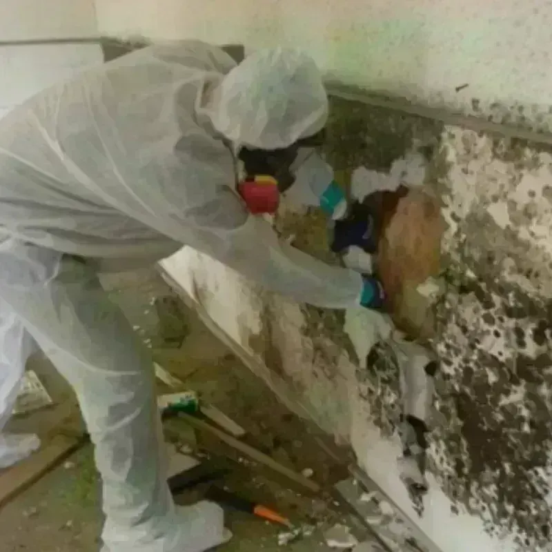 Mold Remediation and Removal in Eastwood, LA